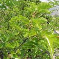 Mulberry plant